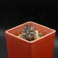 Copiapoa Griseoviolacea