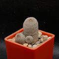 Aylostera Heliosa