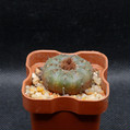 Frailea Asteriodes
