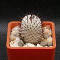 Mammillaria Perezdelarosae