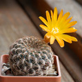 Sulcorebutia Arenacea