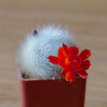 Albipilosa