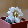 Ragonesii