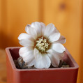 Gymnocalycium Ragonesii