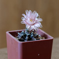 Gymnocalycium Friedrichii
