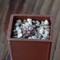 Gymnocalycium Mucidum
