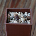Neochilenia Gracilis