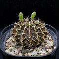 Gymnocalycium Kovalevsky