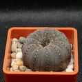 Frailea Asteriodes