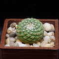 Disciformis