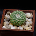 Strombocactus Disciformis