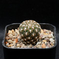 Sulcorebutia Arenacea