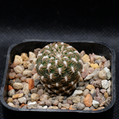 Arenacea