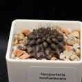 Neochilenia Neohankeana 