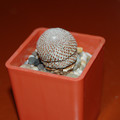 Heliosa