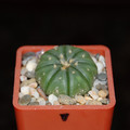 Asterias