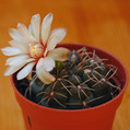 Amerhauseri