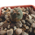 Seeds Gymnocalycium Baldianum
