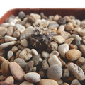 Seeds Gymnocalycium Ferrari