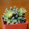 Sempervivi