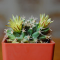 Sempervivi