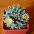 Sempervivi