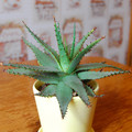 Plants Aloe