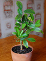 Plants Мандарин