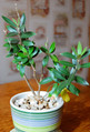 Plants Оливка