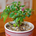Plants Перец