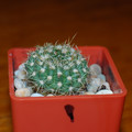 Concinnus