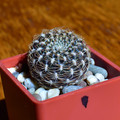 Arenacea