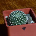 Krainziana