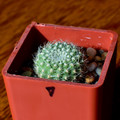 Xanthocarpa