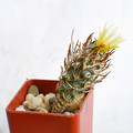 Flaviflorus