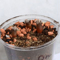 Seeds Astrophytum ornatum v. nudum