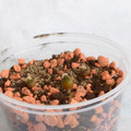Seeds Astrophytum capricorne