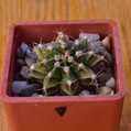 Friedrichii