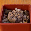 Prochazkiaum