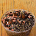 Astrophytum ornatum v. nudum