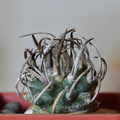 Klinkerianus