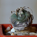 Polaskii