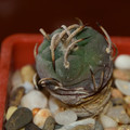 Polaskii