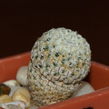Pectinata