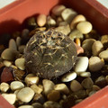 Ragonesii