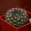 Concinnus