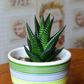 Plants Haworthia