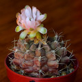 Gymnocalycium Damsii
