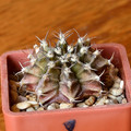 Friedrichii