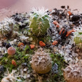 Gymnocalycium Bruchii